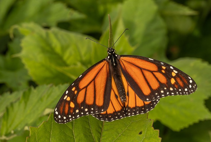 The Butterfly Effect: Small Actions for Sustainable Change (GOM1153)